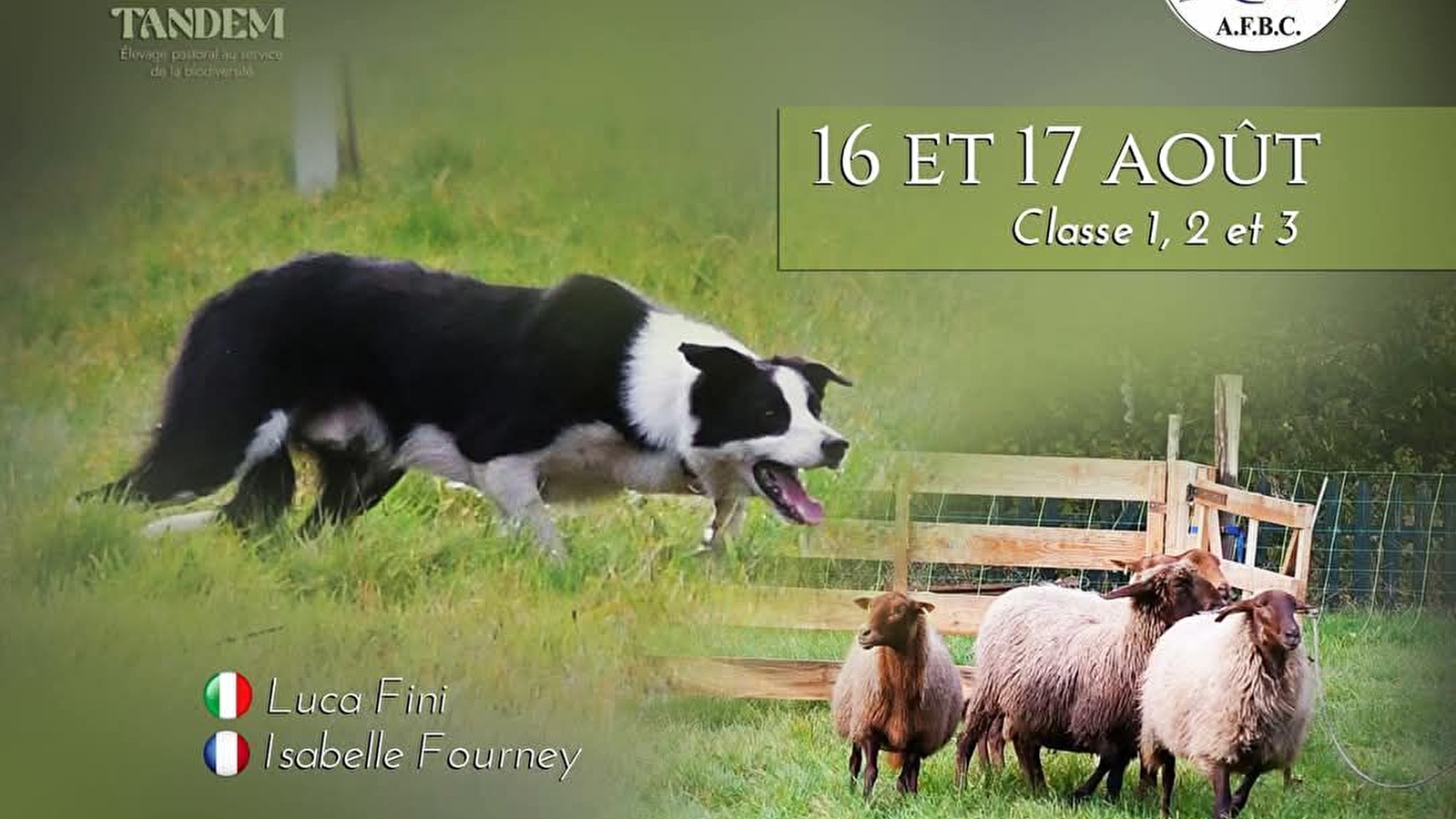 Concours spécial Border Collie