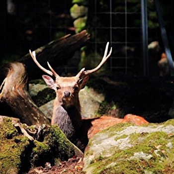Visite : Les nocturnes du parc - FOUGEROLLES-SAINT-VALBERT
