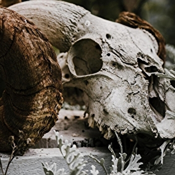 Animation Halloween au Parc animalier - FOUGEROLLES-SAINT-VALBERT