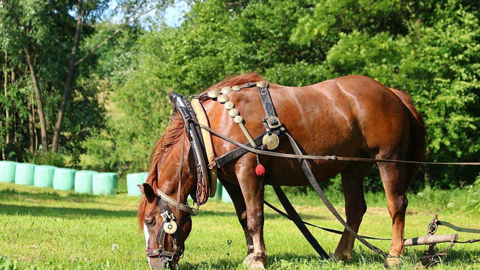 Festival des Labours