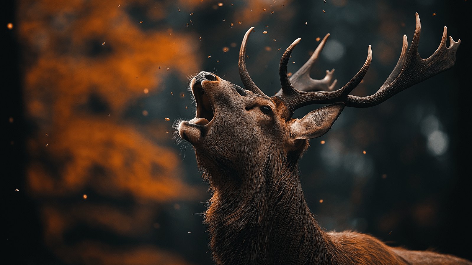 Le Brâme du Cerf au parc animalier